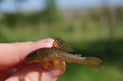 Hemiancistrus punctulatus