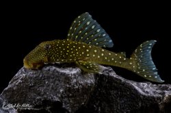 Hemiancistrus sp. (L128) - Click for species page