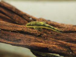 Hisonotus francirochai - Click for species page