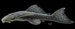 Hopliancistrus xikrin - Click for species page