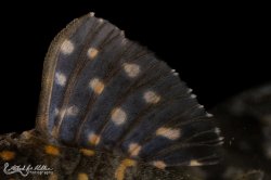 Hypancistrus debilittera