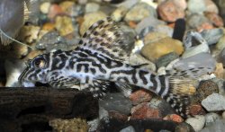 Hypancistrus sp. (L066)