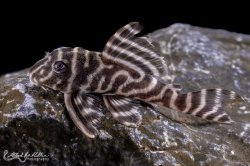 Hypancistrus sp. (L333)