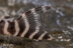 Hypancistrus sp. (L333)