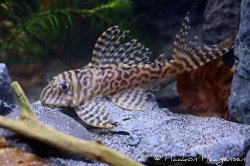 Hypancistrus sp. (L399)