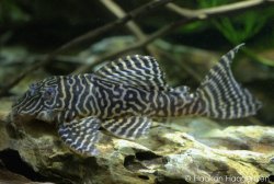 Hypancistrus sp. (L401) - Click for species page