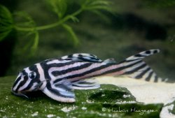 Hypancistrus zebra - Click for species data page