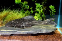 Hypostomus albopunctatus