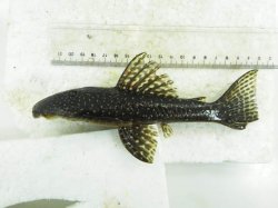 Hypostomus albopunctatus