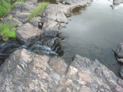 Hypostomus aspilogaster