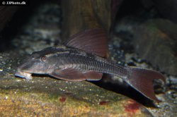 Hypostomus basilisko - Click for species page