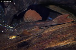 Hypostomus basilisko