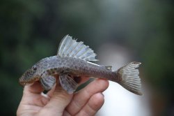 Hypostomus cf. paulinus