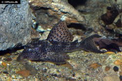 Hypostomus coppenamensis