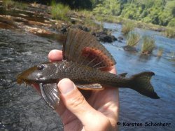 Hypostomus corantijni - Click for species page