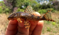 Hypostomus crulsi