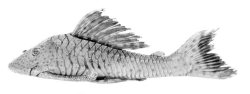 Hypostomus ericae