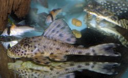 Hypostomus ericius - Click for species page