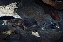 Hypostomus faveolus