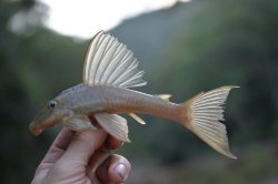 Hypostomus francisci