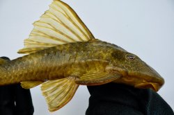 Hypostomus francisci