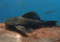 Hypostomus froehlichi - Click for species page