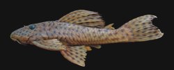 Hypostomus hermanni