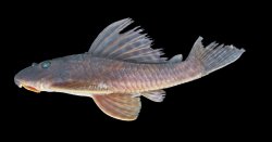 Hypostomus iheringii - Click for species page