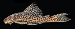 Hypostomus jaguar