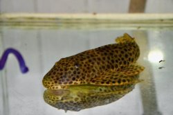 Hypostomus jaguar