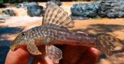 Hypostomus krishnamurtii - Click for species page