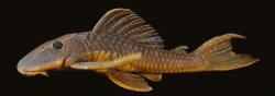 Hypostomus krishnamurtii