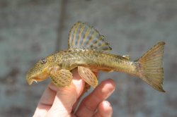 Hypostomus lima