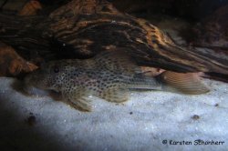 Hypostomus micromaculatus - Click for species page