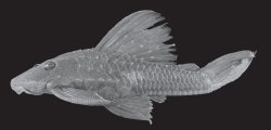 Hypostomus multidens