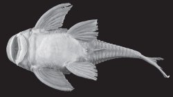 Hypostomus multidens