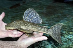 Hypostomus myersi - Click for species page