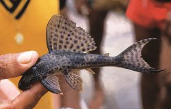 Hypostomus nematopterus - Click for species page