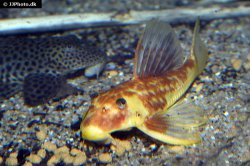 Hypostomus pusarum