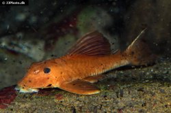 Hypostomus pusarum