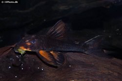 Hypostomus pusarum