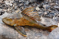 Hypostomus pyrineusi