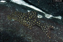 Hypostomus sertanejo