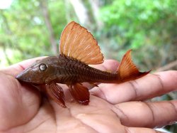 Hypostomus soniae