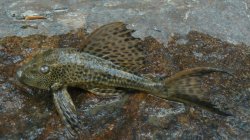 Hypostomus sp. (L087) - Click for species page