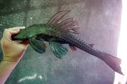 Hypostomus spiniger - Click for species page