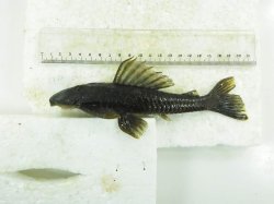 Hypostomus strigaticeps - Click for species page