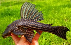 Hypostomus variipictus - Click for species page