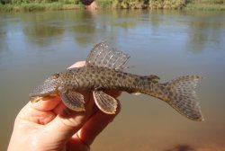 Hypostomus velhomonge