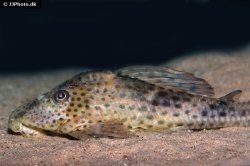 Hypostomus weberi